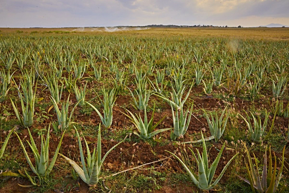 Plantațiile Forever din Republica Dominicană – aloe vera organică, de la plantă la produs